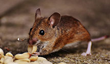 24 Hour & Emergency Exterminators in Caldwell, NC